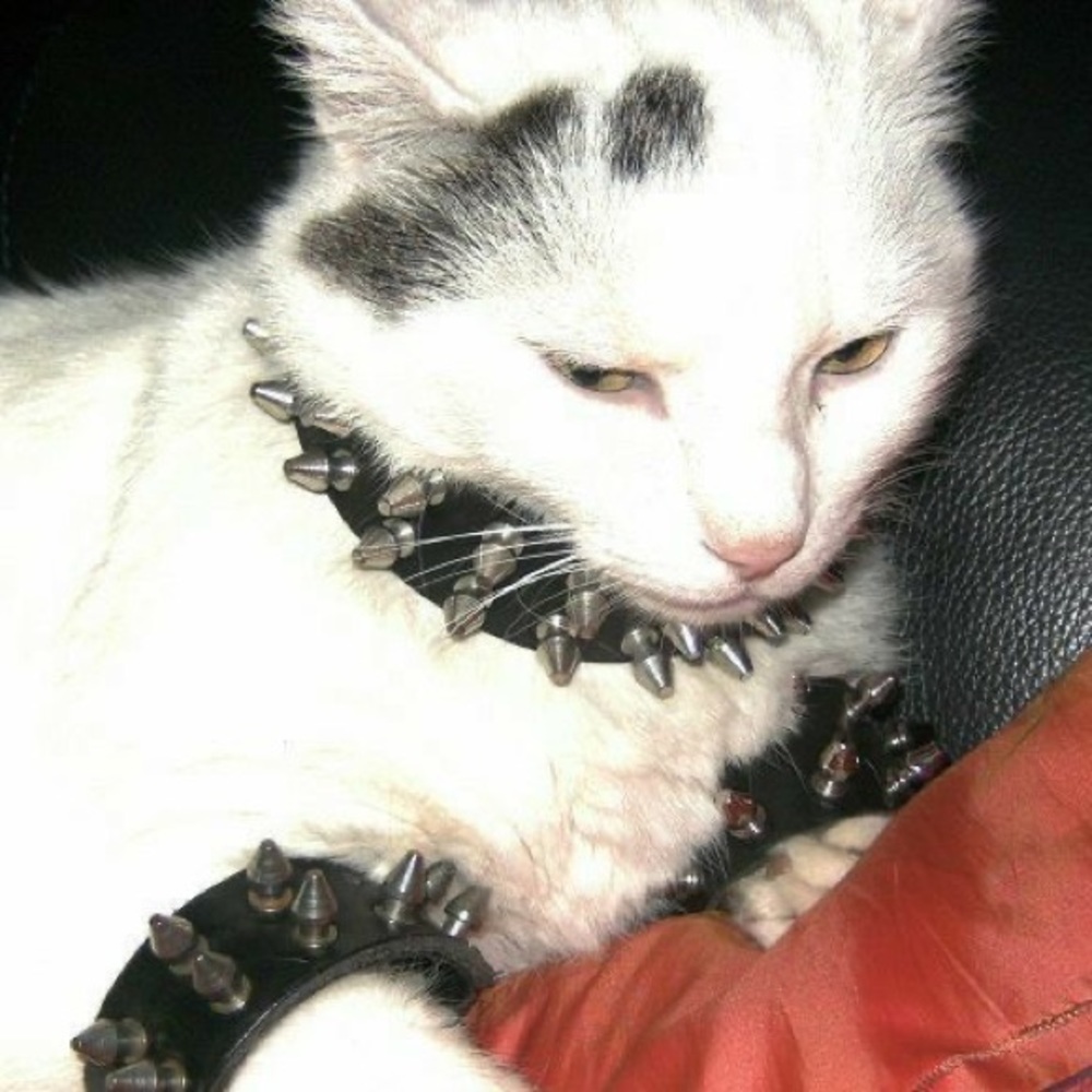 Meet your Posher, Wisteria